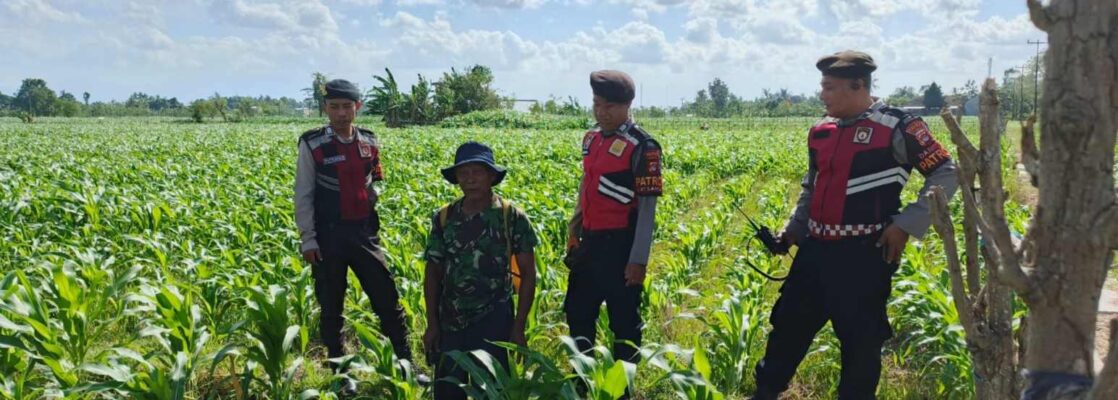 Polres Lombok Barat Dukung Petani Jagung di Desa Dasan Geres