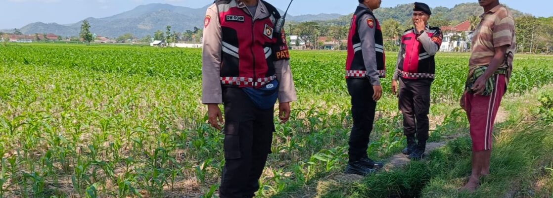 Polres Lombok Barat Pantau Lahan Jagung di Desa Tempos untuk Dukung Swasembada Pangan
