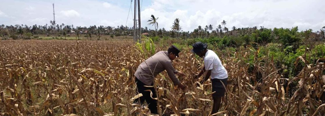 Polri Dampingi Petani Kedaro Sinergi Ketahanan Pangan di Lombok Barat