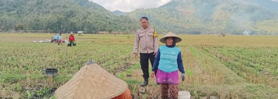 Polsek Gerung Perkuat Ketahanan Pangan Lewat Monitoring Pertanian Desa Banyu Urip