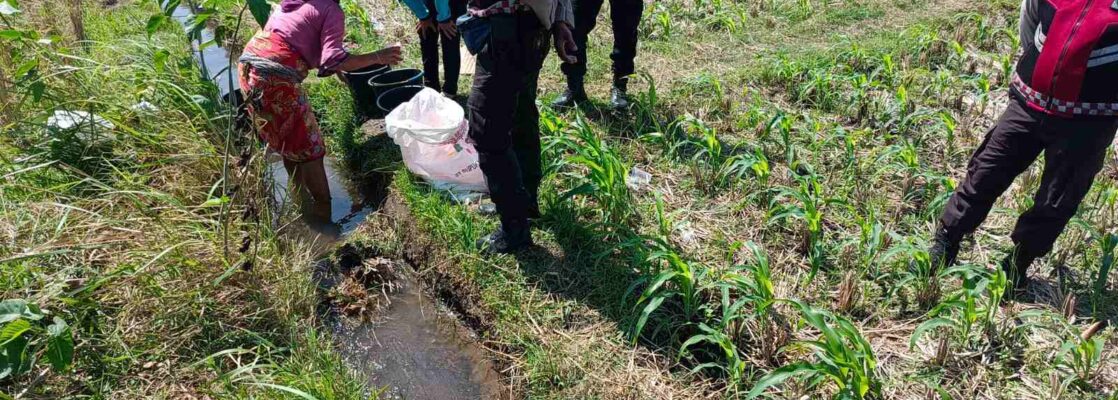 Polsek Kuripan Dukung Ketahanan Pangan Lewat Patroli di Lahan Jagung