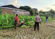 Polsek Kuripan Dukung Ketahanan Pangan di Dusun Pelulan Lewat Sosialisasi ke Petani Jagung