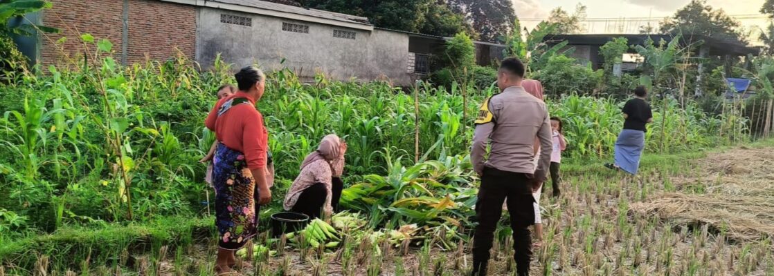Polsek Kuripan Dukung Petani Jagung di Kumbung Barat Wujudkan Ketahanan Pangan