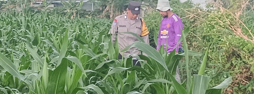 Polsek Lembar Dorong Ketahanan Pangan Lewat Pendampingan Petani Desa Babussalam