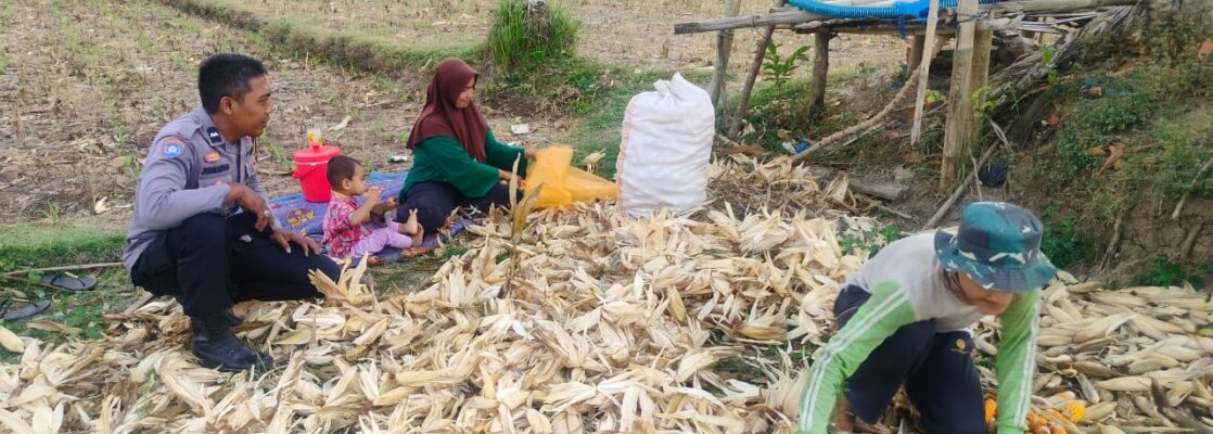 Polsek Lembar Dukung Ketahanan Pangan, Bhabinkamtibmas Beri Semangat Petani Jagung di Eyat Mayang