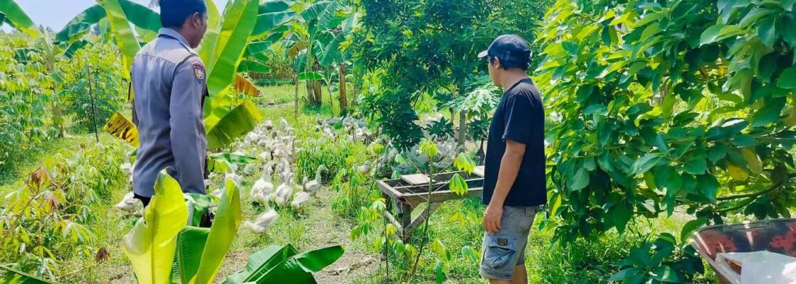 Polsek Lembar Dukung Ketahanan Pangan, Bhabinkamtibmas Beri Semangat Petani Jagung di Eyat Mayang