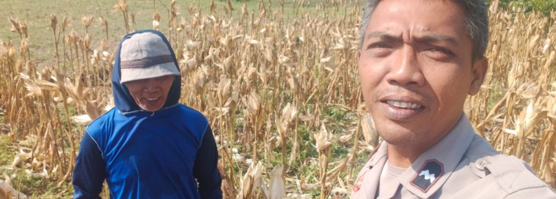 Sinergi Polri dan Petani Jagung Eyat Mayang Perkuat Ketahanan Pangan Nasional