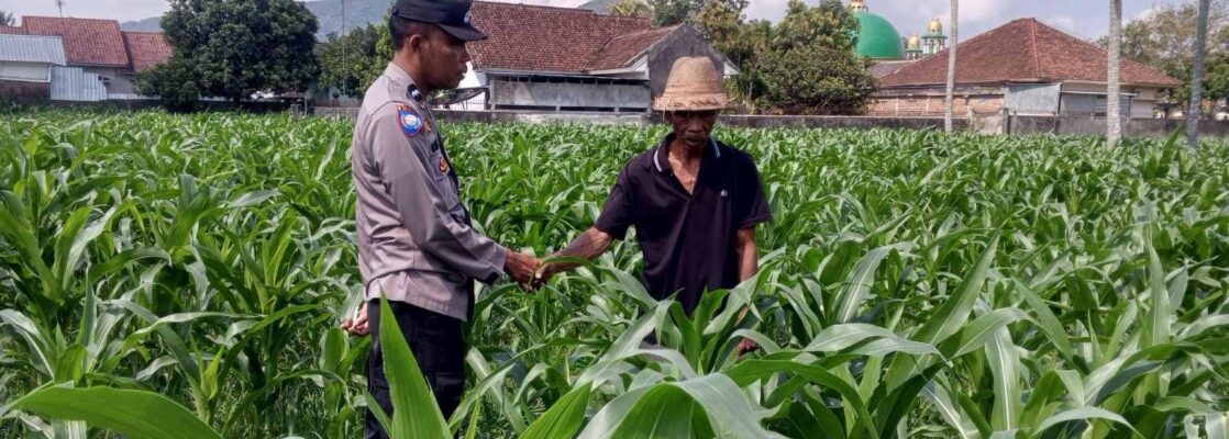 Sinergi Polri dan Petani, Panen Jagung di Sekotong Berjalan Aman