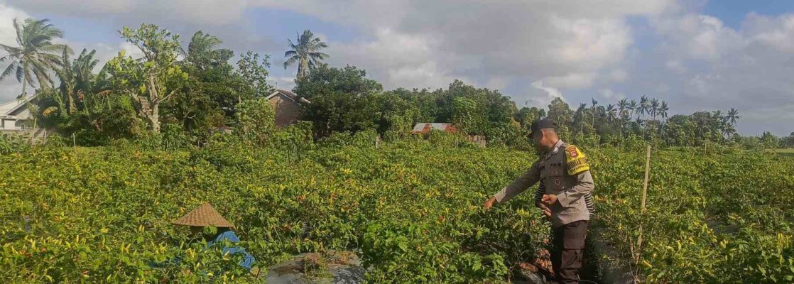 Sinergi Polri dan Warga Dusun Pelulan Wujudkan Ketahanan Pangan Keluarga