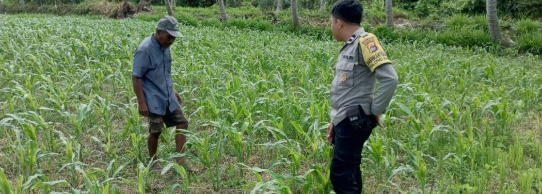 Jagung dan Keamanan: Bhabinkamtibmas Cendi Manik Turun ke Lahan