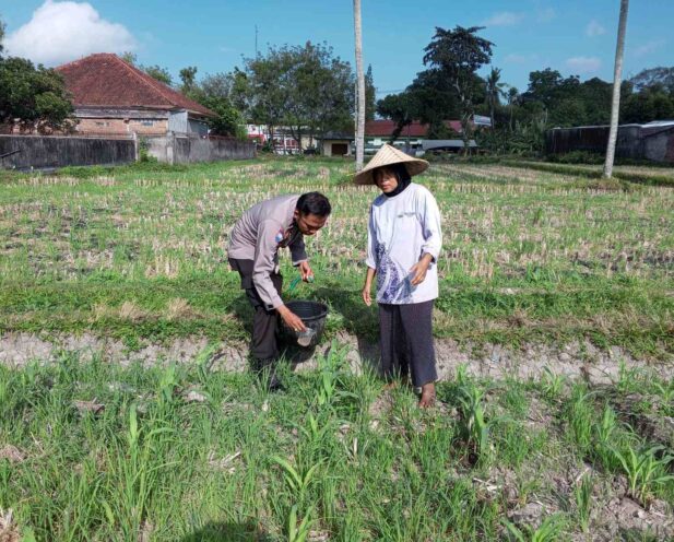 Polsek Kuripan Galakkan Pertanian Pekarangan Demi Kesejahteraan Warga
