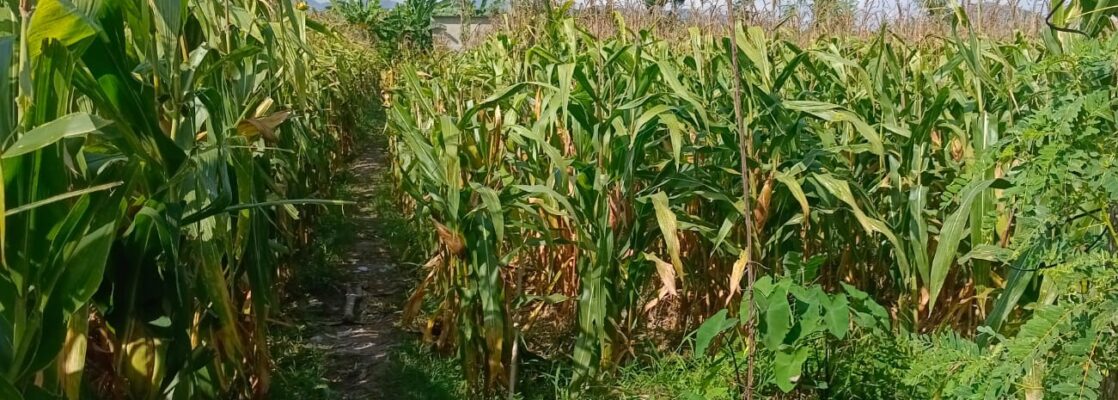 Sinergi Polisi dan Petani di Dusun Bila Tepung Hasilkan Panen Jagung Melimpah