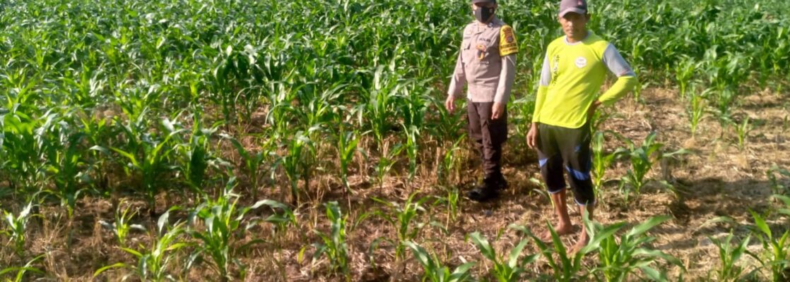 Kolaborasi Polisi dan Petani di Jagaraga untuk Wujudkan Lumbung Pangan Lokal