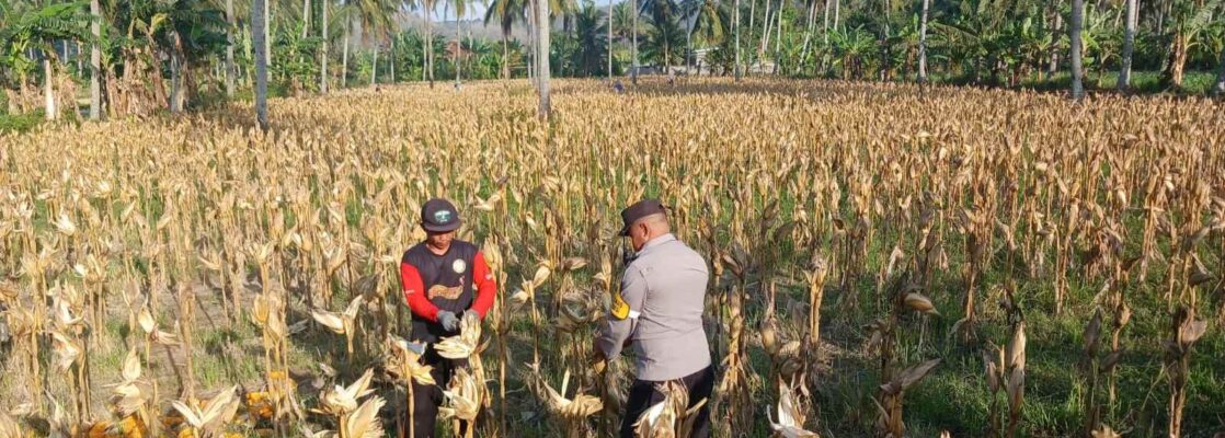 Panen Jagung di Dusun Lilin, Polsek Gerung Perkuat Sinergi dengan Petani