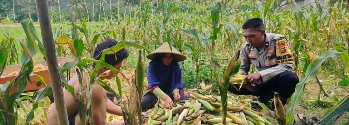 Polisi Sambangi Petani Jagung di Eyat Mayang Lembar, Dorong Ketahanan Pangan Lokal