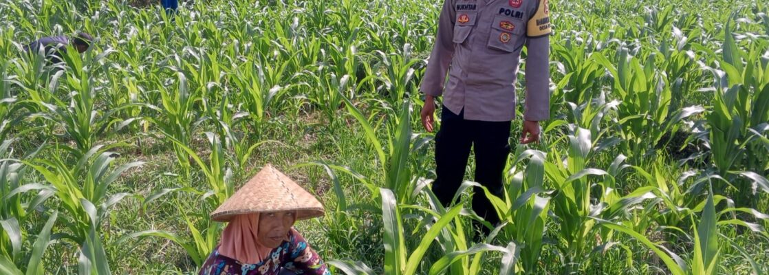Sinergi Polisi dan Petani Bhabinkamtibmas Kuripan Galakkan Pemanfaatan Pekarangan Rumah