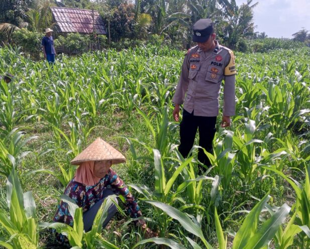Sinergi Polisi dan Petani Bhabinkamtibmas Kuripan Galakkan Pemanfaatan Pekarangan Rumah