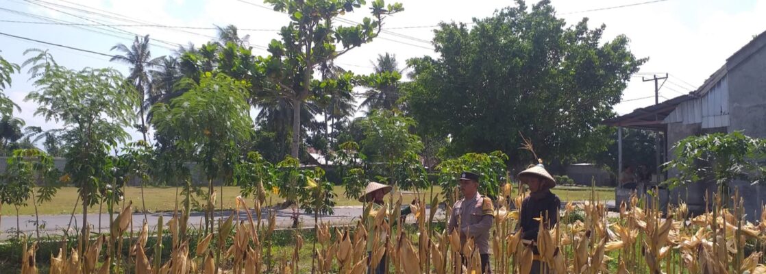 Sinergi Polisi dan Petani pada Panen Jagung Hibrida di Dusun Berambang, Lombok Barat