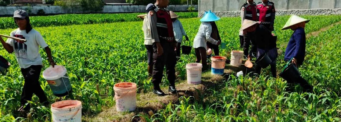 Polres Lombok Barat Turun ke Sawah, Pastikan Produktivitas Jagung di Gerung Terjaga
