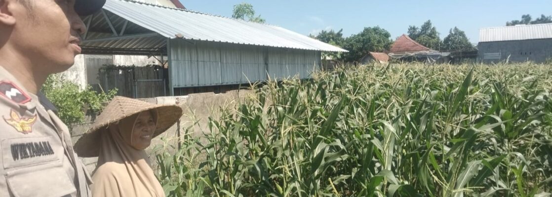 Sinergi Polri dan Petani di Desa Labuapi untuk Perkuat Ketahanan Pangan Nasional