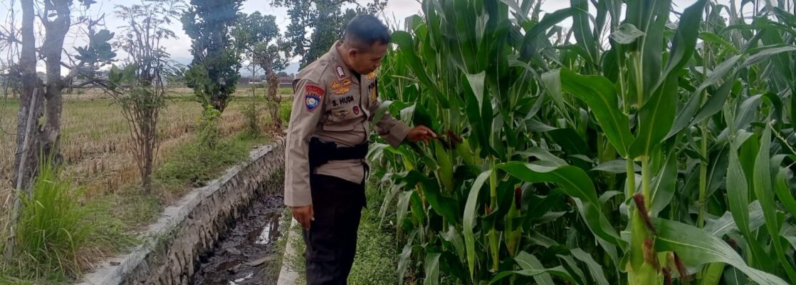 Bhabinkamtibmas Terong Tawah Dorong Pemanfaatan Pekarangan untuk Ketahanan Pangan