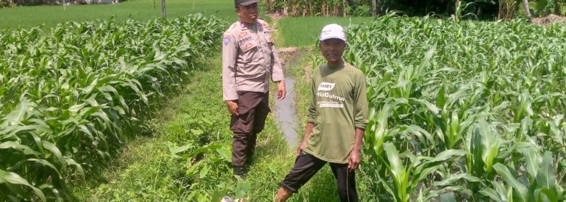 Jagung Jadi Alternatif Pangan di Desa Jagaraga, Bhabinkamtibmas Jadi Penggerak