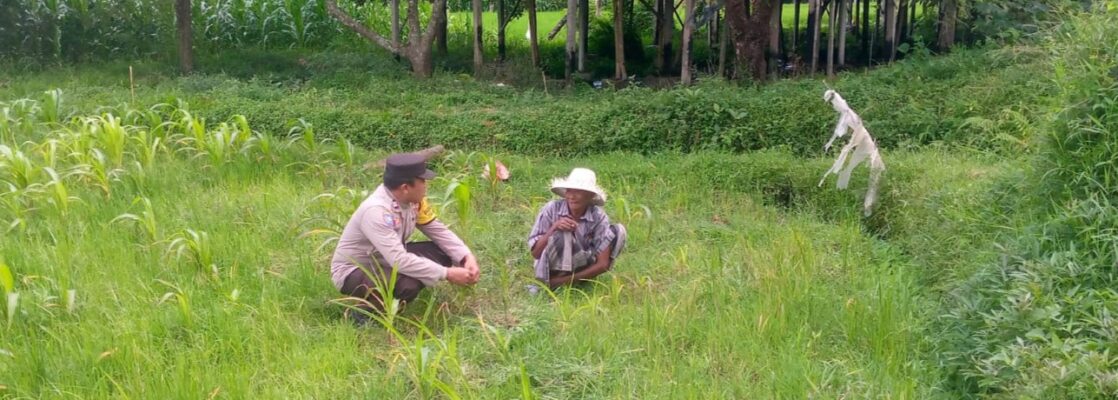 LOMBOK BARAT, NTB – Dalam upaya mewujudkan ketahanan pangan yang kuat di tingkat desa, Bhabinkamtibmas Desa Jagaraga, Aiptu I Gede Dodit, melaksanakan kunjungan silaturahmi ke Dusun Dasan Geres Pande, Kecamatan Kuripan, Lombok Barat. Kunjungan pada Minggu, 21 September 2025 ini bertujuan untuk mensosialisasikan pentingnya program ketahanan pangan kepada warga binaan, khususnya Bapak Nasri, dengan fokus pada pemanfaatan lahan produktif. Kegiatan yang dimulai pukul 11.00 WITA ini disambut baik oleh Bapak Nasri dan warga setempat. Aiptu Gede Dodit berinteraksi langsung dan memberikan edukasi tentang cara-cara efektif mengoptimalkan lahan yang mereka miliki, baik pekarangan rumah maupun lahan kosong, untuk ditanami tanaman pangan, beternak, atau budidaya perikanan. Inisiatif ini merupakan bagian dari komitmen Polri dalam mendukung program pemerintah untuk memperkuat fondasi ekonomi masyarakat, khususnya di sektor pertanian. Mendorong Produktivitas Lahan Melalui Tanaman Jagung Dalam kunjungannya, Aiptu Gede Dodit secara spesifik mengajak Bapak Nasri untuk menanam jagung di lahannya yang berlokasi di RT. 01 Dusun Dasan Geres Pande. Jagung dipilih karena merupakan salah satu komoditas pangan pokok yang memiliki nilai ekonomis tinggi dan relatif mudah dibudidayakan. Aiptu Gede Dodit menekankan bahwa pemanfaatan lahan untuk menanam jagung tidak hanya akan memenuhi kebutuhan pangan keluarga, tetapi juga dapat meningkatkan pendapatan jika hasilnya melimpah. “Kami datang ke sini untuk mengajak Bapak Nasri dan warga lainnya agar tidak menyia-nyiakan lahan yang ada. Dengan menanam jagung, misalnya, kita bisa berkontribusi langsung pada ketahanan pangan keluarga dan bahkan desa,” ujar Aiptu I Gede Dodit. Ia menambahkan bahwa upaya ini sejalan dengan program pemerintah pusat dalam menghadapi tantangan pangan global. Warga Antusias Dukung Program Ketahanan Pangan Respons positif datang dari warga binaan, Bapak Nasri, yang menyatakan kesiapannya untuk mendukung program ini. Menurutnya, inisiatif dari Bhabinkamtibmas ini sangat membantu masyarakat dalam melihat potensi lahan yang selama ini mungkin belum tergarap optimal. “Saya sangat berterima kasih atas kunjungan Bapak Bhabinkamtibmas. Kami siap mendukung program ini. Selama ini lahan memang ada, tapi kami belum tahu harus mulai dari mana. Dengan arahan ini, kami jadi lebih termotivasi,” ungkap Bapak Nasri. Ia berharap, kegiatan serupa dapat terus dilakukan untuk memberikan pendampingan dan motivasi kepada petani lainnya. Polisi Hadir untuk Masyarakat Kapolsek Kuripan, Ipda I Wayan Eka Ariyana, S.H., menjelaskan bahwa kegiatan yang dilakukan oleh Bhabinkamtibmas Aiptu I Gede Dodit merupakan wujud nyata dari peran Polri sebagai pengayom, pelindung, dan pelayan masyarakat. Ia menegaskan bahwa tugas polisi tidak hanya terbatas pada penegakan hukum, tetapi juga mencakup pembinaan masyarakat di berbagai sektor. “Kunjungan Bhabinkamtibmas ke warga binaan adalah salah satu cara kami menjalin komunikasi dan silaturahmi yang erat. Kami ingin memastikan masyarakat merasa dekat dengan kami dan tahu bahwa kami selalu siap membantu, termasuk dalam hal peningkatan kesejahteraan melalui program ketahanan pangan,” kata Ipda I Wayan Eka Ariyana. Menguatkan Fondasi Ekonomi Desa Hasil dari kegiatan ini tidak hanya terwujud dalam bentuk kesepakatan dan dukungan, tetapi juga dalam terjalinnya hubungan silaturahmi dan komunikasi yang lebih baik antara pihak kepolisian dan masyarakat. Melalui pendekatan humanis ini, program pemerintah terkait ketahanan pangan dapat tersampaikan dengan lebih efektif dan diterima dengan tangan terbuka oleh warga. Upaya kolaboratif antara aparat dan masyarakat menjadi kunci utama dalam membangun desa yang mandiri dan memiliki ketahanan ekonomi yang kuat. Dengan semakin banyaknya lahan produktif yang dimanfaatkan, diharapkan kesejahteraan petani di Lombok Barat akan meningkat, dan pasokan pangan lokal akan lebih terjamin.