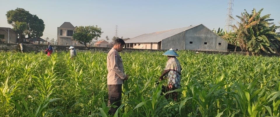 Sinergi Polisi dan Petani Desa Kuranji Dalang Dukung Program Ketahanan Pangan Nasional