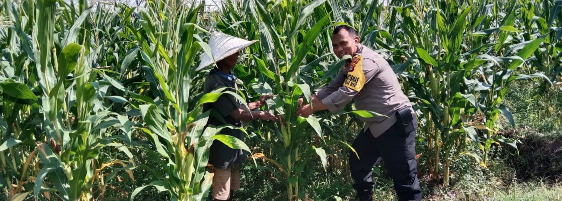 Dusun Jerneng Lombok Barat Jadikan Lahan Kosong Sumber Pangan Keluarga