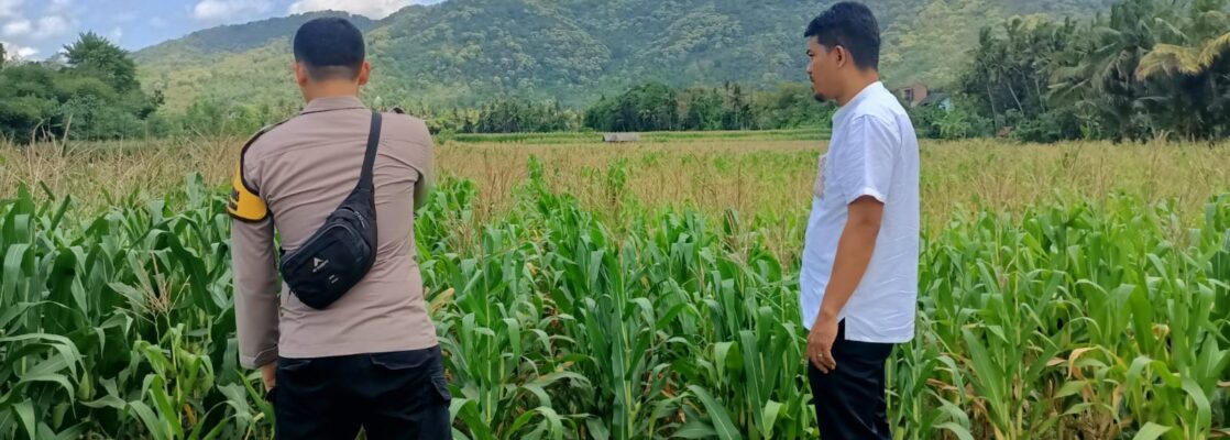Pendampingan Petani Jagung oleh Polsek Kuripan, Dorong Ketahanan Pangan Lombok Barat