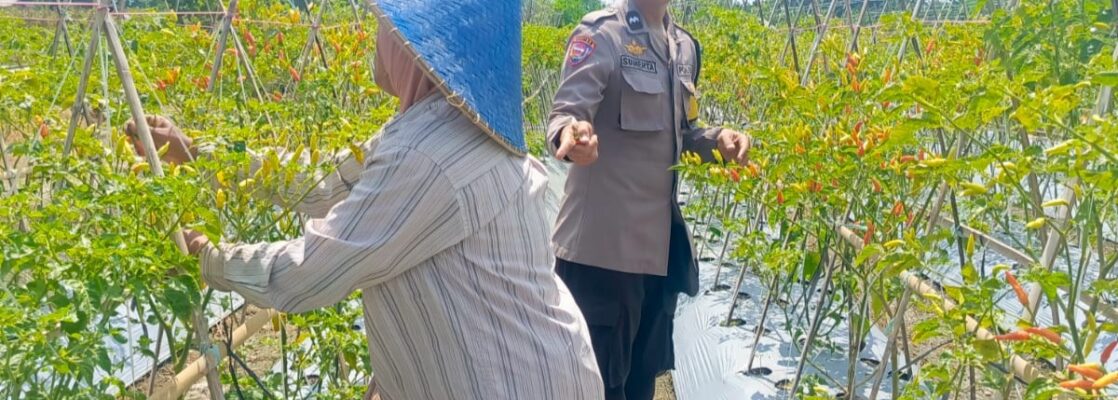 Dari Pekarangan Jadi Pangan: Inisiatif Bhabinkamtibmas Perampuan di Karang Bayan