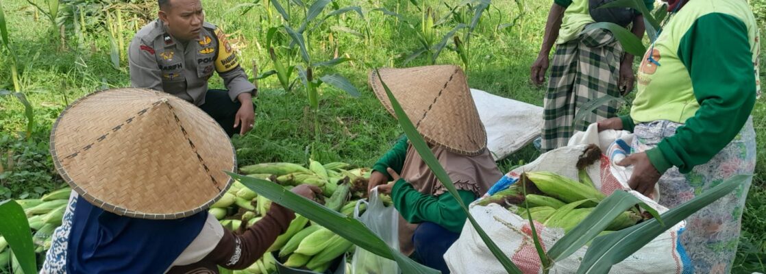 Panen Jagung Dusun Jerneng: Polsek Labuapi Dorong Swasembada Pangan Lokal