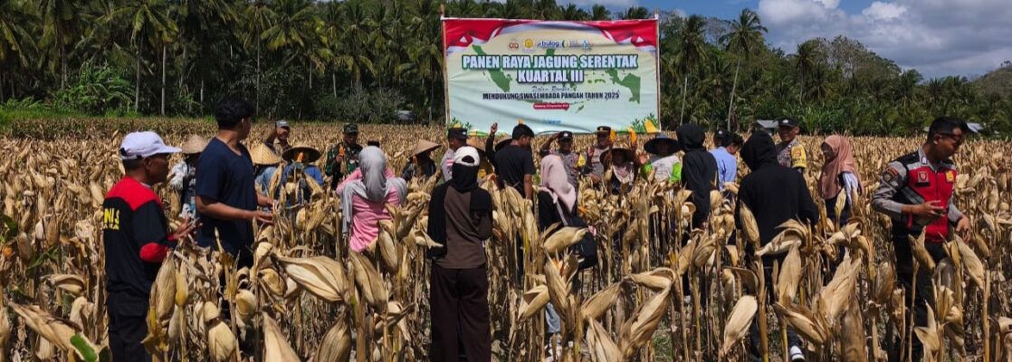 Panen Raya Jagung di Desa Pelangan, Polsek Sekotong Perkuat Ketahanan Pangan
