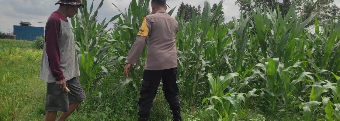 Polri Aktif Kawal Pertanian Jagung di Desa Kuranji Dalang, Labuapi Lombok Barat