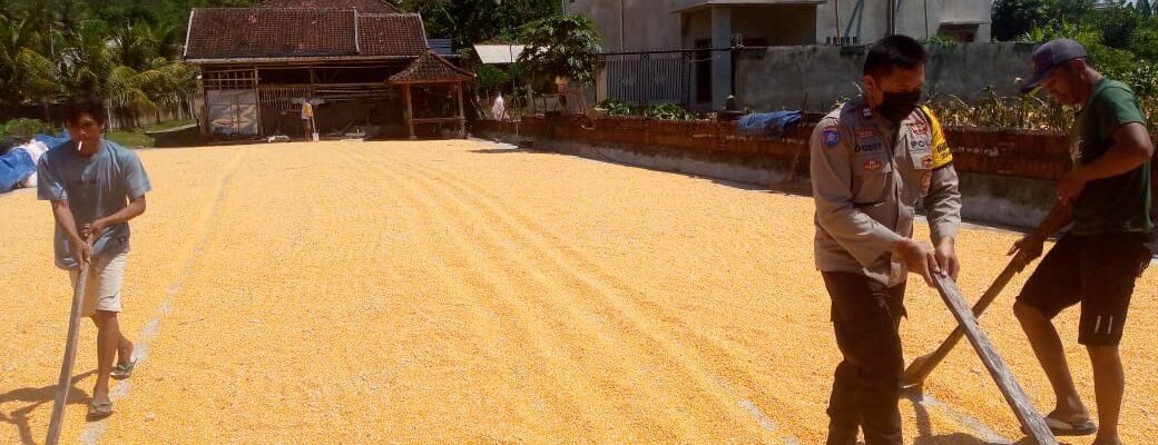 Sinergi Polsek Kuripan dan Petani Gerung Jaga Stabilitas Pangan Daerah