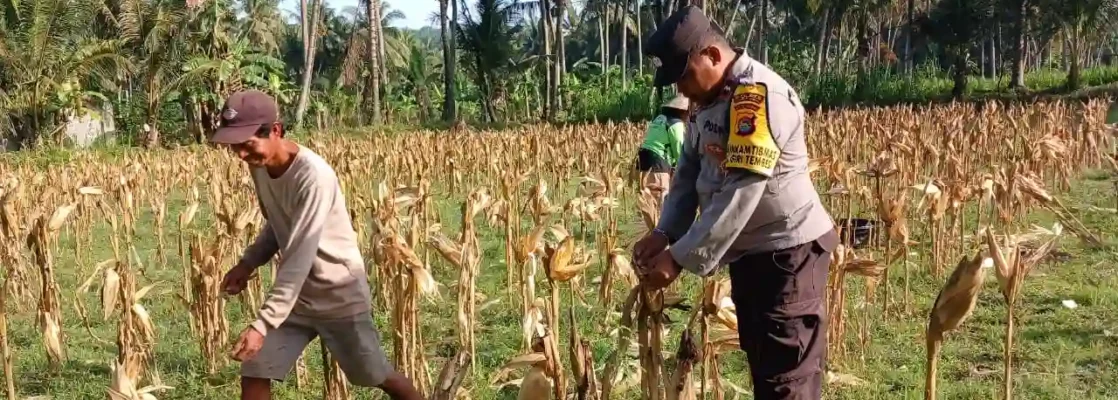 Sinergi Polri dan Petani di Gerung Dorong Stabilitas Harga Jagung