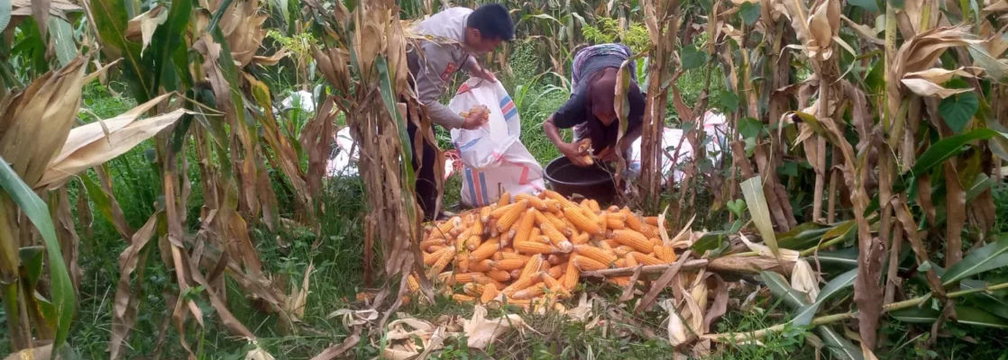 Sinergi Polri dan Warga Desa Jagaraga Bangun Kemandirian Pangan