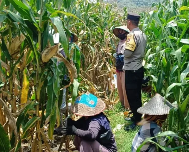Bhabinkamtibmas Kawal Panen Jagung, Petani Babussalam Tersenyum Lega