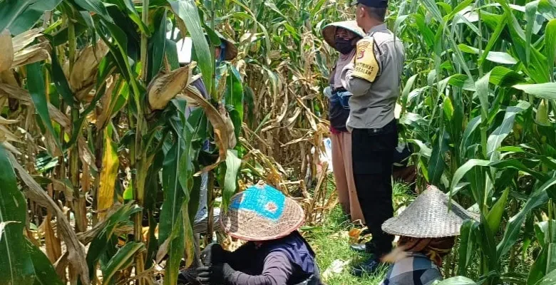 Bhabinkamtibmas Kawal Panen Jagung, Petani Babussalam Tersenyum Lega