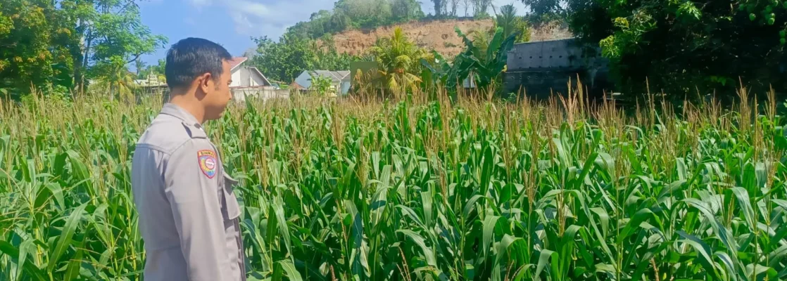 Kehadiran Polisi di Ladang Jagung, Bukti Sinergi Polri dan Petani di Lombok Barat