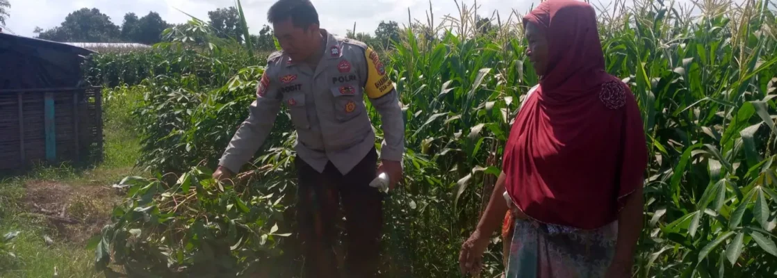 Bhabinkamtibmas dan Petani Bersatu Perkuat Ketahanan Pangan Lokal