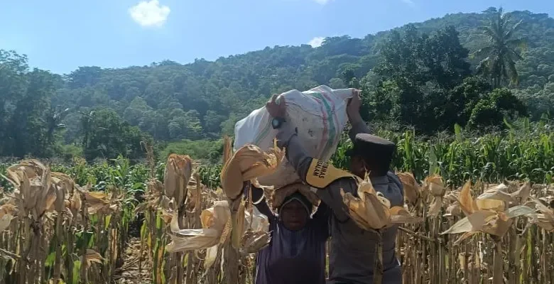 Sinergi Polisi dan Petani di Lombok Barat, Hasilkan Panen Jagung Melimpah
