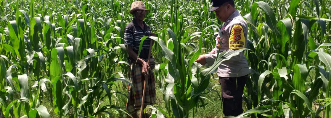 Polsek Kuripan Turun ke Sawah, Dukung Petani Tingkatkan Produksi Jagung