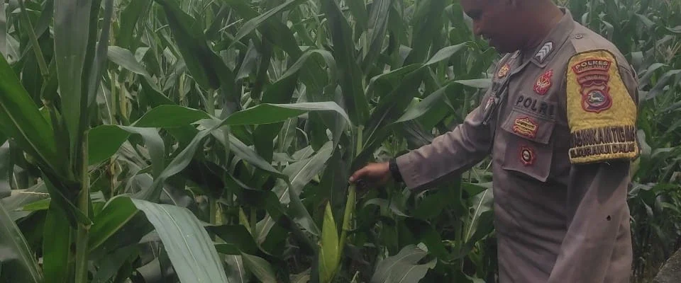 Bhabinkamtibmas Turun ke Sawah, Petani Lombok Barat Kian Semangat