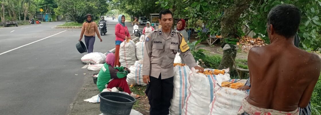 Sinergi Petani dan Polri di Lombok Barat Hasilkan Panen Jagung Melimpah