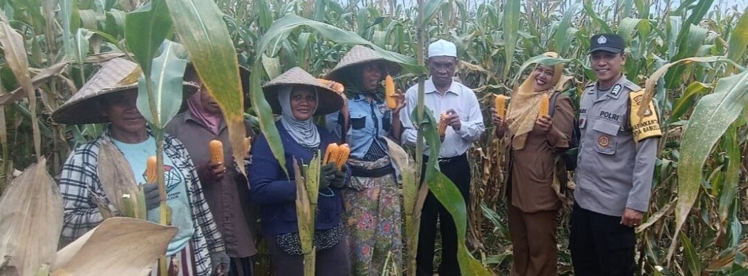 Panen Jagung di Babussalam, Polri Jadi Sahabat Petani Lombok Barat
