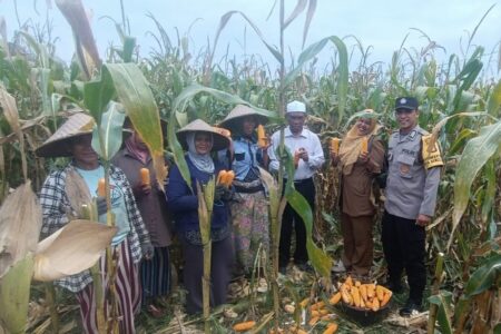 Panen Jagung di Babussalam, Polri Jadi Sahabat Petani Lombok Barat