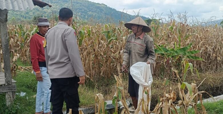 Jagung Melimpah, Polri Dukung Ketahanan Pangan di Lombok Barat