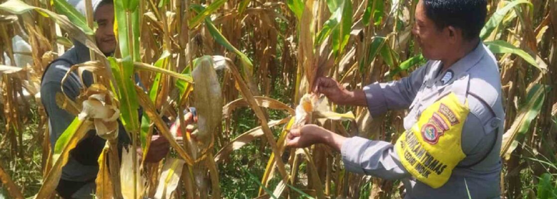 Jaga Stabilitas Pangan, Polri Edukasi Pemanfaatan Lahan