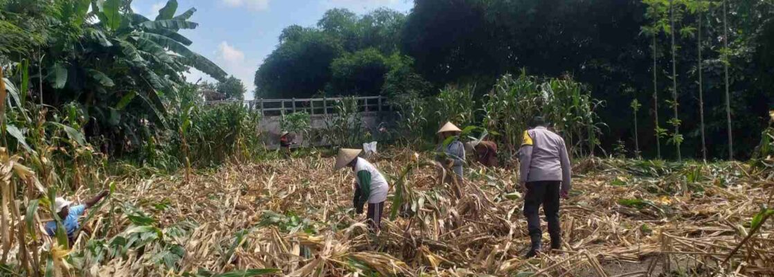 Kemandirian Pangan: Bhabinkamtibmas Kuripan Kunjungi Petani Jagung